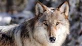 Middle Park Stockgrowers receive non-lethal wolf deterrent funding after 6 incidents