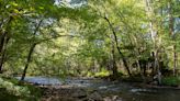 What does a sizzling summer mean for autumn leaves?