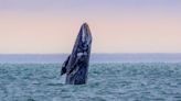 Whale watching week: After lowest numbers since 1960s, gray whales appear to be rebounding