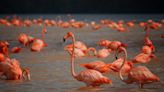 Flamingos in Indiana? Here's how it happened earlier this month.