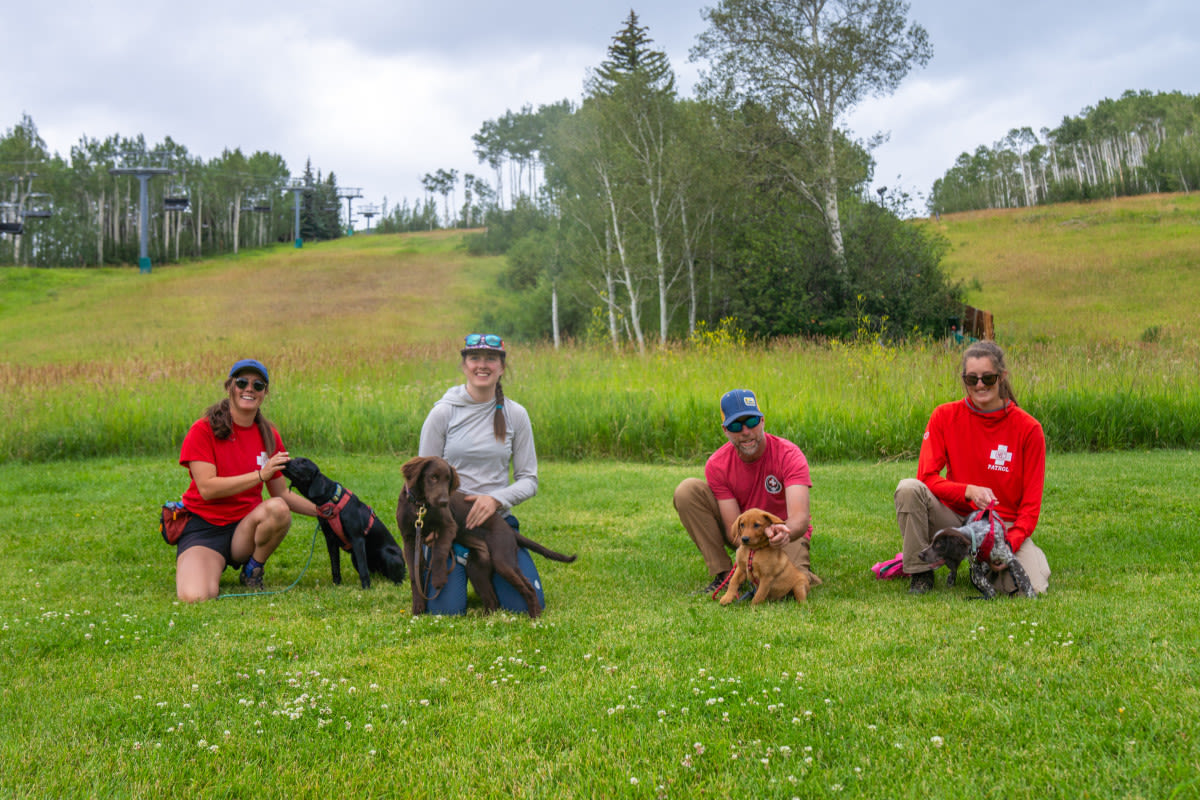 Beaver Creek, CO Introduces Four Avalanche Rescue Puppies