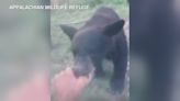 Feeding bears can lead to property damage, safety issues, fines, NC wildlife officials say
