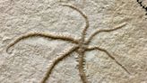 Fossil captures starfish splitting itself in two – showing this has been happening for 155 million years