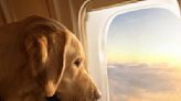 Aerolínea de perros Bark Air enfrenta demanda en Estados Unidos