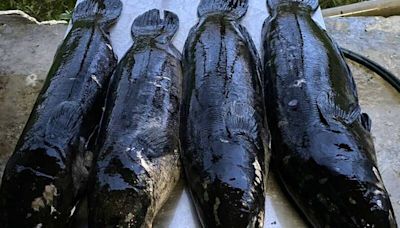 日月潭活逮58隻大魚虎 產卵「空包彈」被紅魔鬼吃了