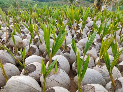Brasil abre mercado para exportar semente de coco à Colômbia