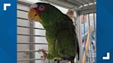 An update on Pepper, the foul-mouthed parrot looking for a home