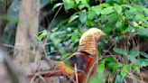 Non-native Golden Pheasant spotted in West Ashley