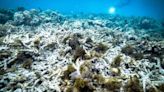 Australia’s Great Barrier Reef hit once more by mass coral bleaching