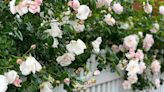 Can You Help Save My Sick Roses? Grumpy Weighs In