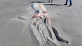 Giant squid corpse with half-eaten tentacles stuns tourists on New Zealand beach