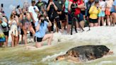 Gulfarium's CARE Center releases 3 rehabilitated sea turtles Thursday