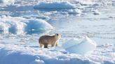 Polar bears scavenge on garbage to cope with climate change