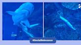 Viral video: Visitors in Dubai witness birth of a baby shark in aquarium, internet deems it cool