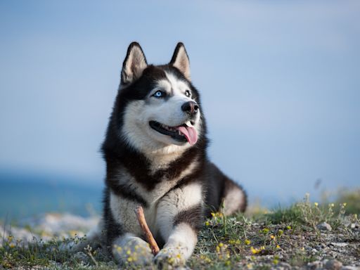 14-Year-Old Husky Hikes Miles Every Day As the Leader of Her 'Pack'