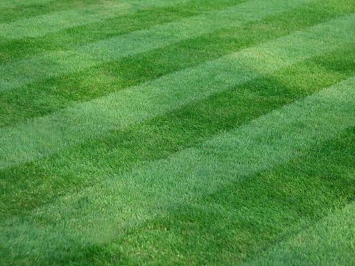 Lawns grow thicker instantly with expert’s one crucial task - even removes weeds