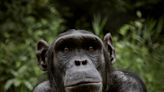 Chimpanzees seen self-medicating with healing plants when sick or injured