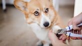 Does Your Dog Hate Nail Trims? Here's How To Give Them a Stress-Free "Pawdicure"