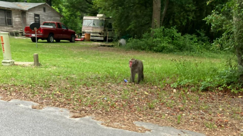 A pet primate remains on the loose in South Carolina