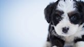Local dog rescue to host adoption event in Clarksburg