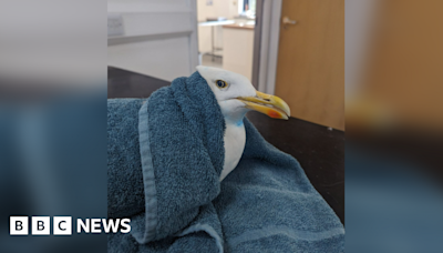 Gull trapped in hair extensions rescued from TV aerial