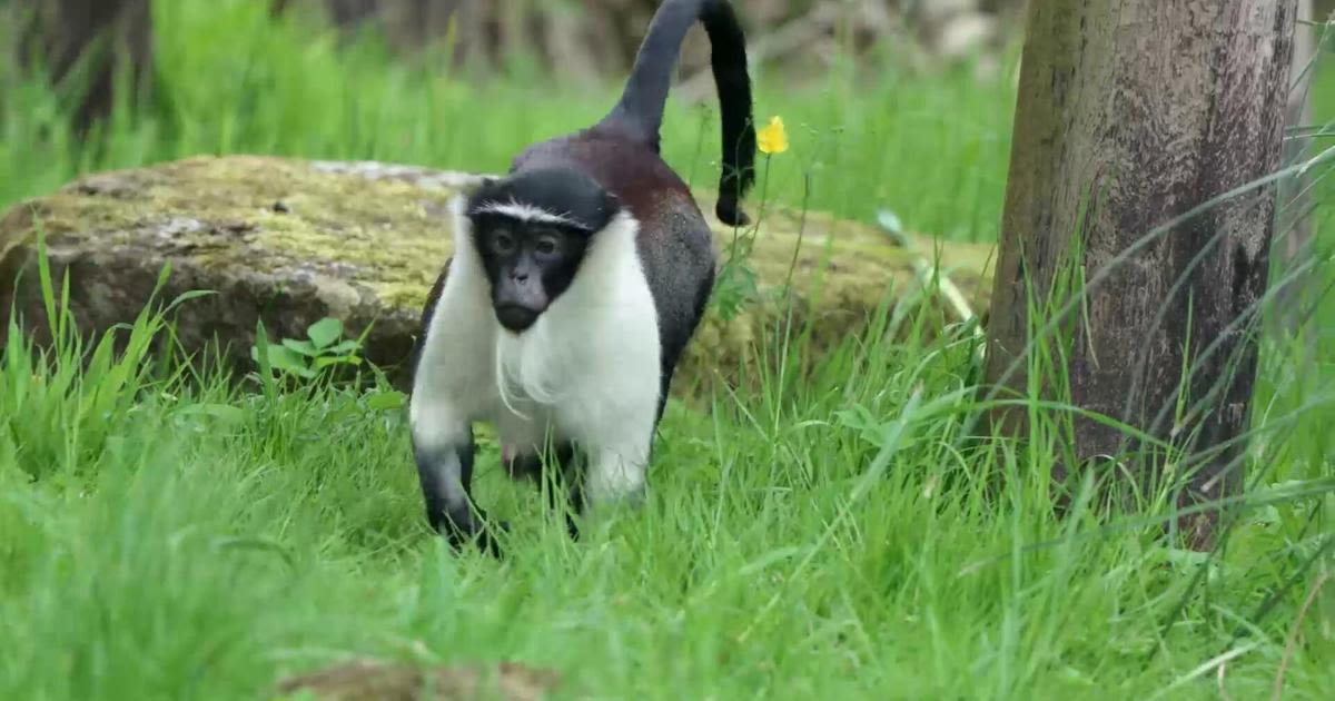Zoo welcomes family of ultra-rare monkeys in bid to save them from extinction