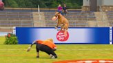 Flips, tricks and speed to impress: UNCA hosts American Kennel Club Disc Dog Challenge