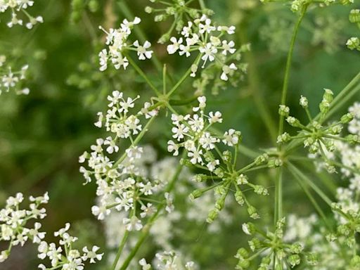Poison hemlock in Ohio: Here's how to spot the plant, prevent contact