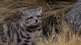 Volvieron a fotografiar al “Fantasma de los Andes”, el felino silvestre más amenazado de América | Sociedad