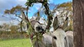 South West Donkey Sanctuary site closure confirmed