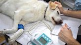 Detenida una falsa veterinaria que presuntamente causó la muerte de animales en Santa Coloma de Farners