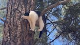 Cat looking for a nice view of the Grand Canyon is rescued from pine tree