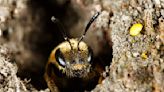 Les abeilles peuvent détecter le cancer du poumon !