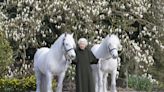 Queen Elizabeth II celebrates 96th birthday with her two majestic ponies: See the photo