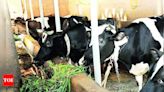 Rise in Cattle Thefts Causes Concern Among Farmers in Kallapur | Hubballi News - Times of India