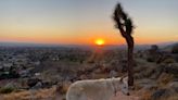 Tales from the Trails: McKenna and her hiking pup explore Bass Hill Trail