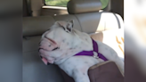 Dog hilariously unbothered at being kicked out of daycare—Her "job is done"