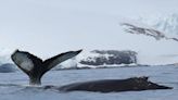 Cómo es el fascinante programa científico que investiga la vida de las ballenas en la Antártida