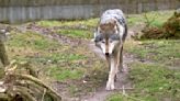 Colorado moves forward with gray wolf reintroduction