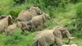 Los elefantes macho hacen llamadas a la manada para ponerse en movimiento