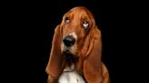 128 Basset Hound Names for Your Floppy-Eared Friend