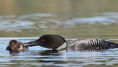 Loon Teaches Baby to Hunt From Pond By Bringing Over Tiniest Fish