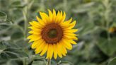 10 Best Companion Plants For Sunflowers (Plus, 3 To Avoid!)