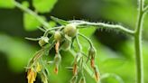 22 Tomato Diseases and Disorders: Identification, Treatment and Prevention