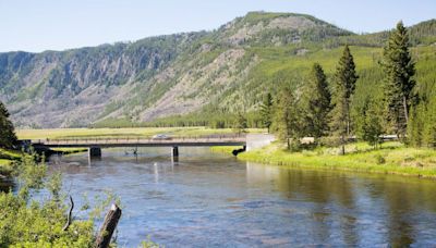 Man accused of kicking a bison at Yellowstone National Park is injured and arrested