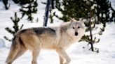 More Montana conservation groups intend to sue over decision not to re-list wolves