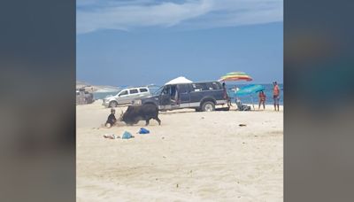 Video shows bull attack tourist who was feeding the animal on a Mexico beach