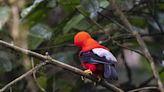 Del cóndor al colibrí: 542 aves hacen de Quito un paraíso del "birdwatching"