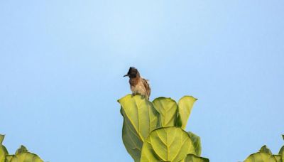 Bulbul photograph clicked by Mammootty auctioned for ₹3 lakh