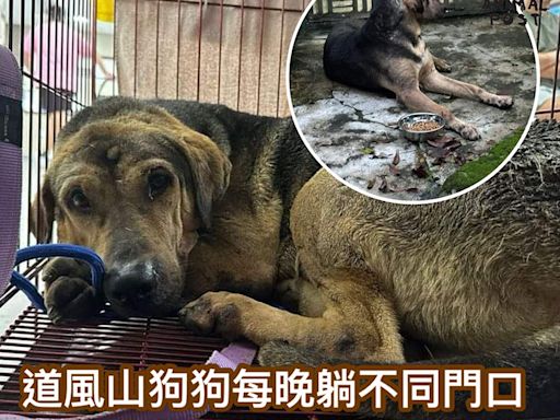 可憐狗狗每日躺在不同村屋門口 義工救起急尋狗主 - 香港動物報 Hong Kong Animal Post